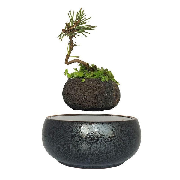 Air Bonsai